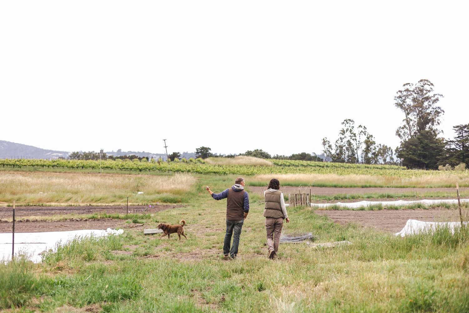 People walking with a dog through scenic grassland near a pond on a sunny afternoon.