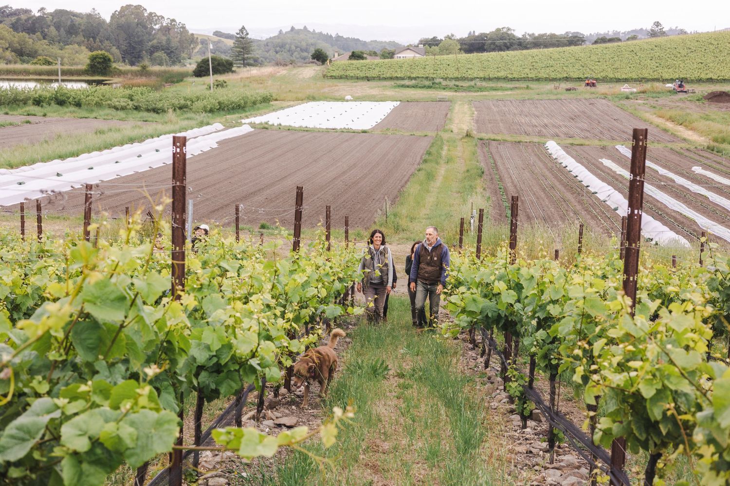 Panoramic view of a vineyard with rows of grapevines and wooden posts stretching across rolling agricultural land.
