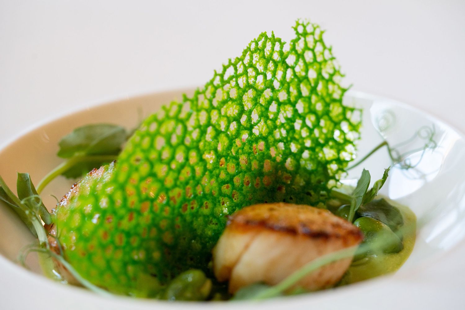 Brand photography of a fine dining dish with scallop, greens and crisp garnish
