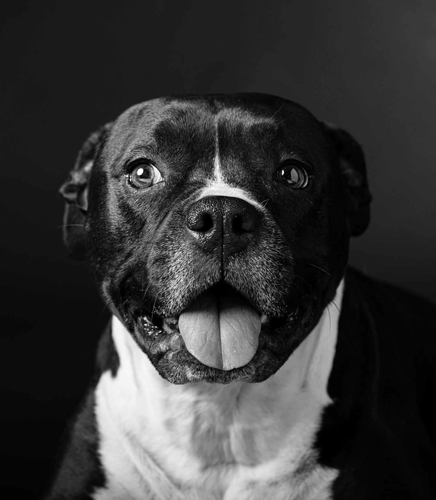 Fotografo amici pelosi a Verona. Servizio fotografico animali in studio