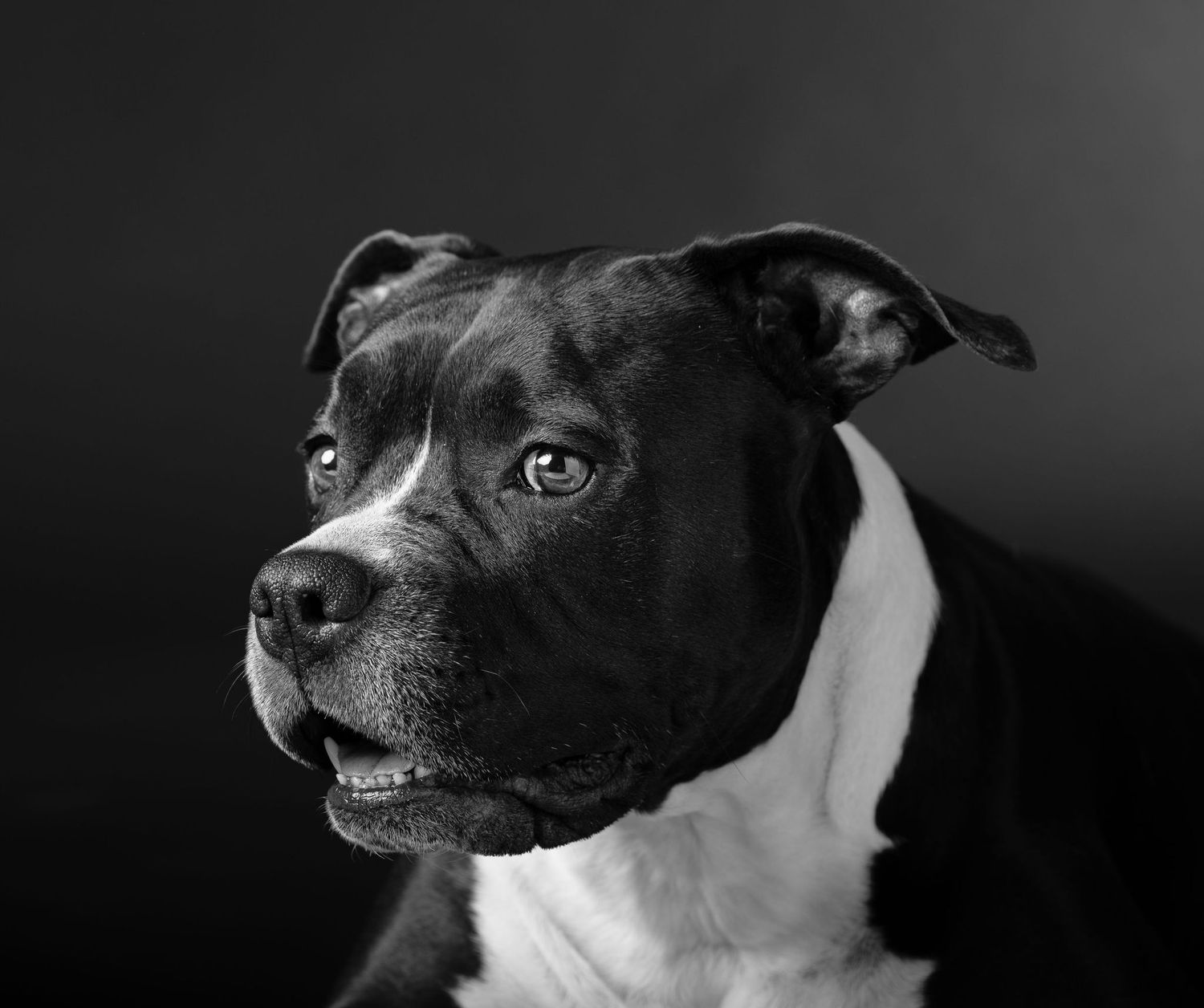 Foto in bianco e nero del tuo cane. Servizio fotografico animali a Verona.