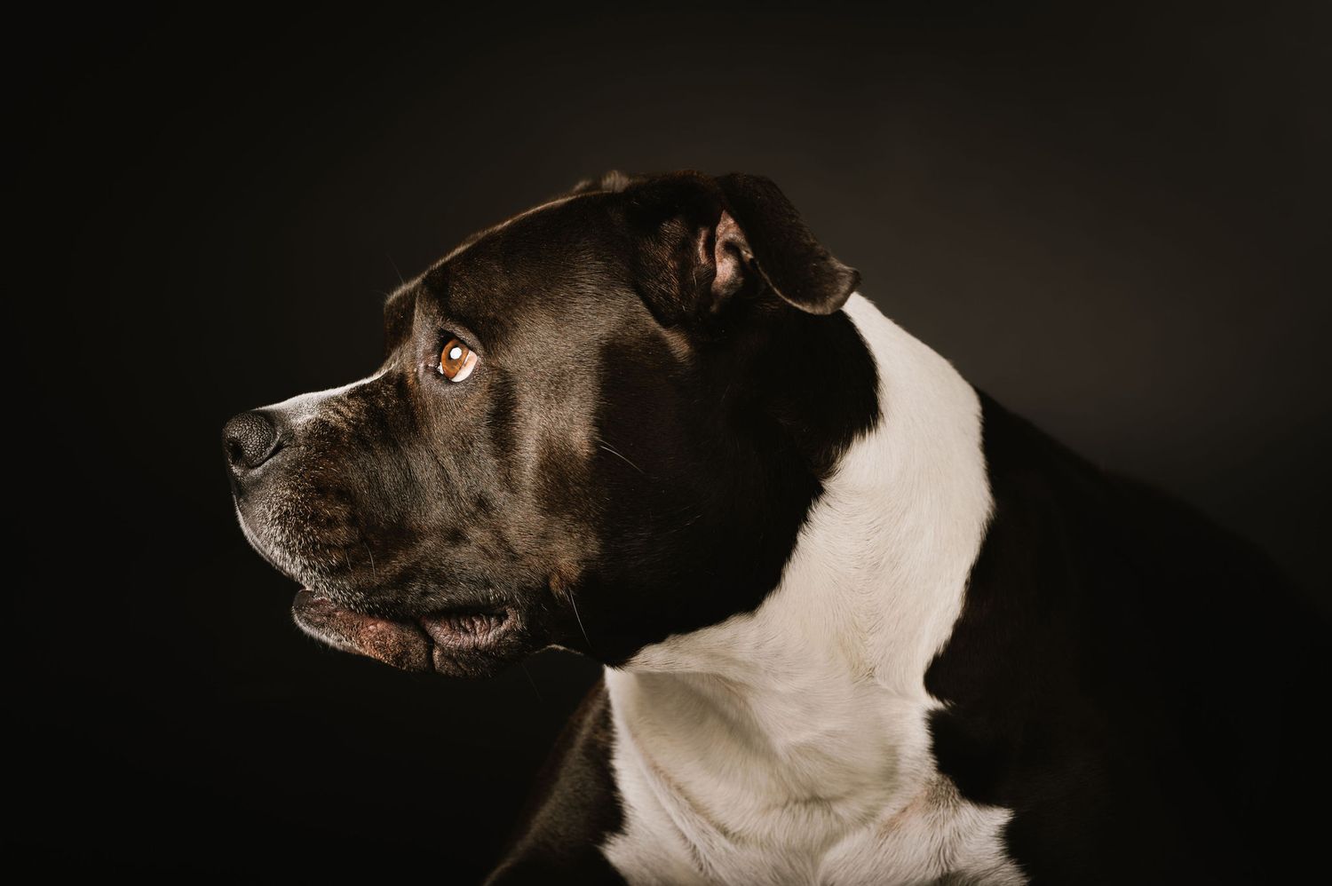 Fotografo amici pelosi a Verona. Servizio fotografico animali in studio