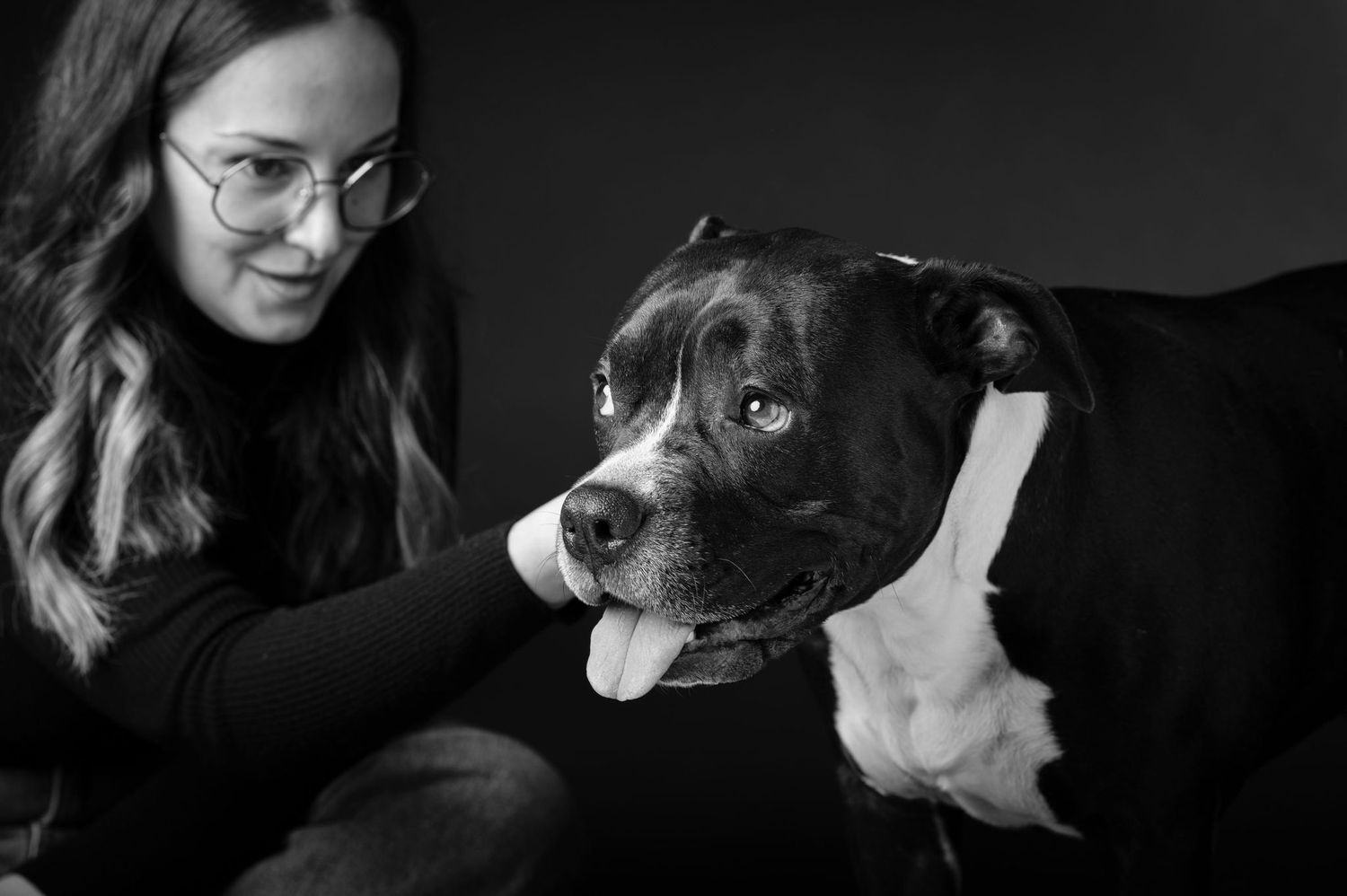 Fotografo cani a Verona, foto pelosetto in studio fotografico professionale