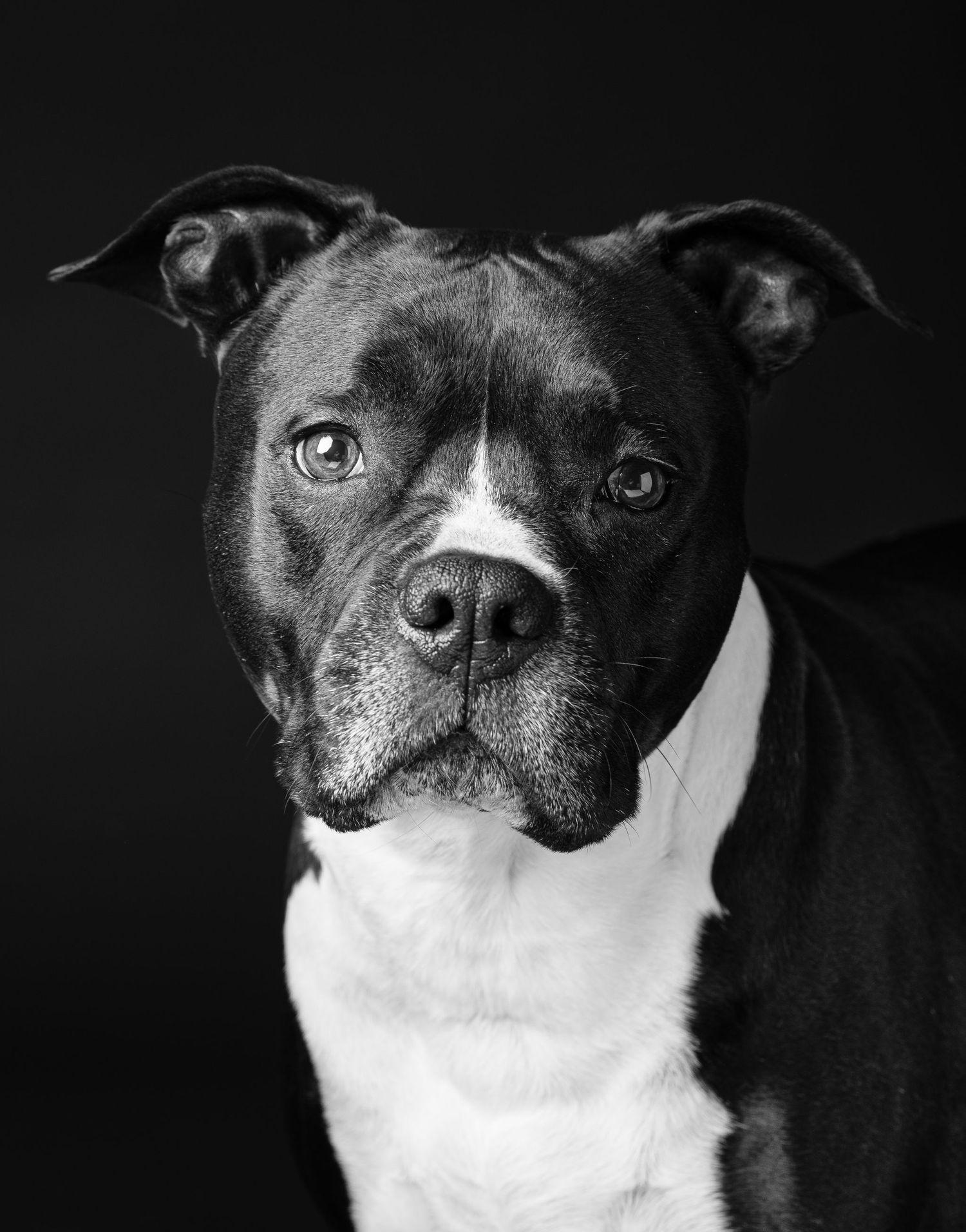 Fotografo animali a Brescia. Foto cane in studio fotografico