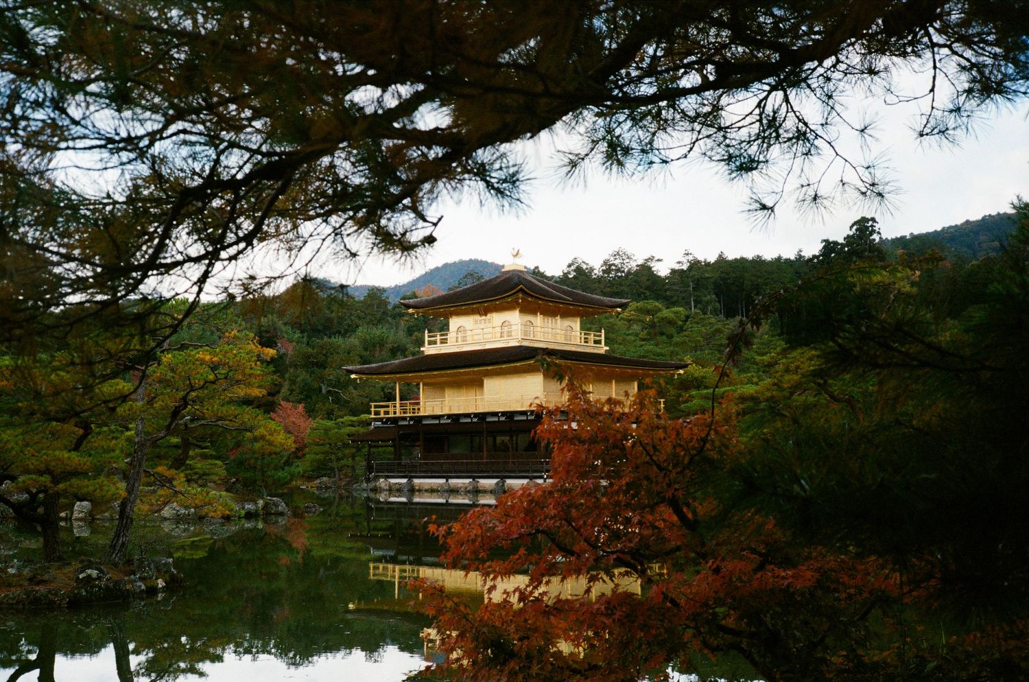 Wooden planks and walkways extend over a tranquil pond surrounded by lush greenery and trees.