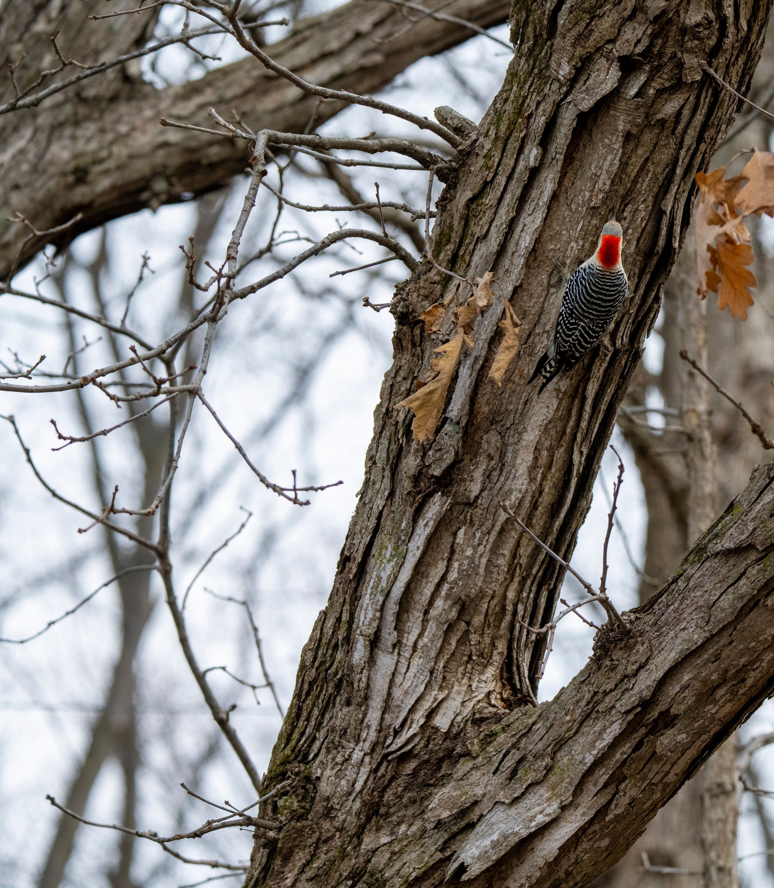 A red-bellied woodpecker clings to a large tree trunk in a bare winter forest, showcasing its vibrant red cap.