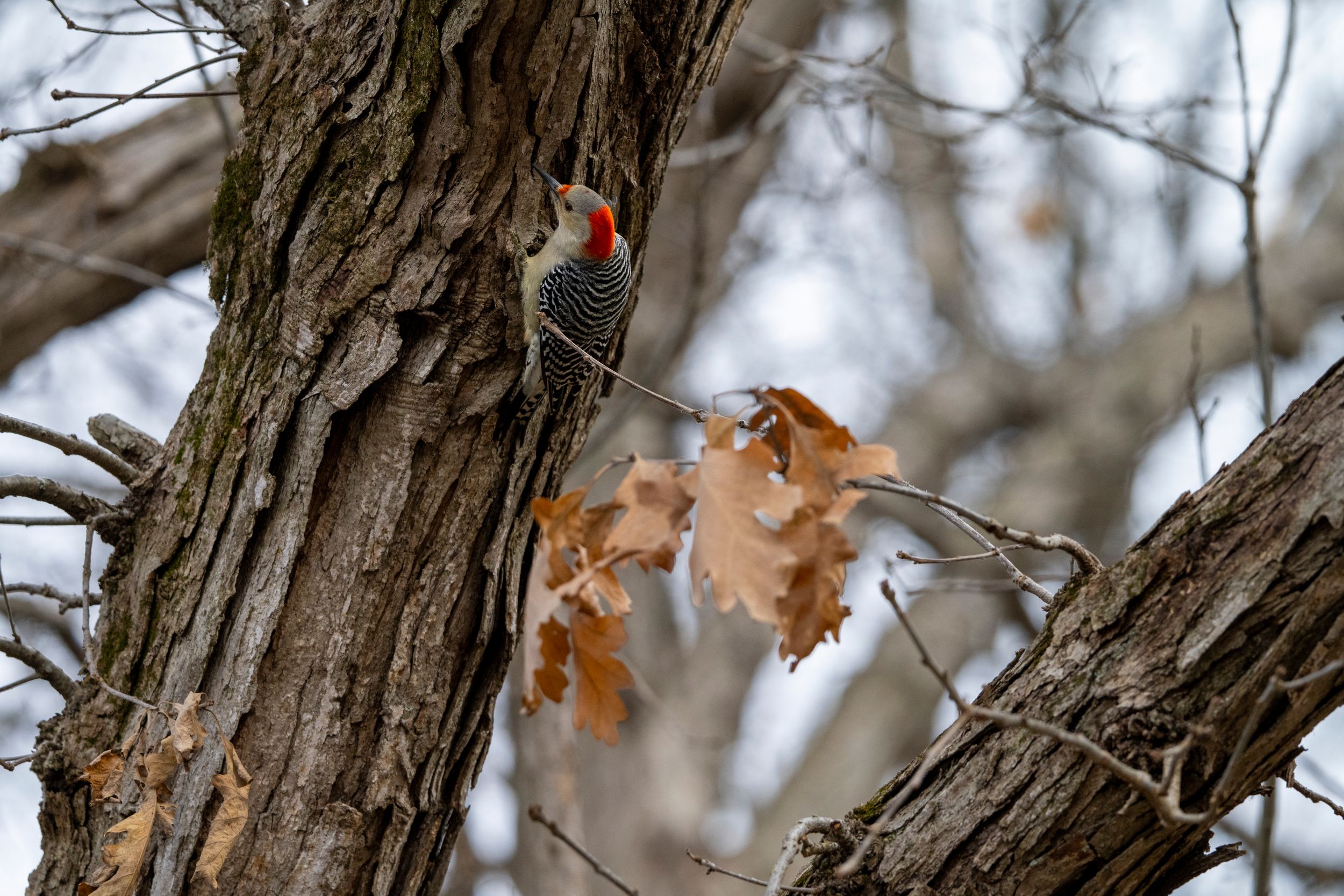 A red-bellied woodpecker clings to a tree trunk surrounded by dried oak leaves in a winter woodland setting.