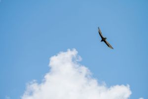 Nikon z7ii 1/2500 f4.5 200mm 70-200mm Nikon S
Is that a Turkey Vulture? Yep. Did I mean to? I mean...I wasn't out shooting birds so... no? I
