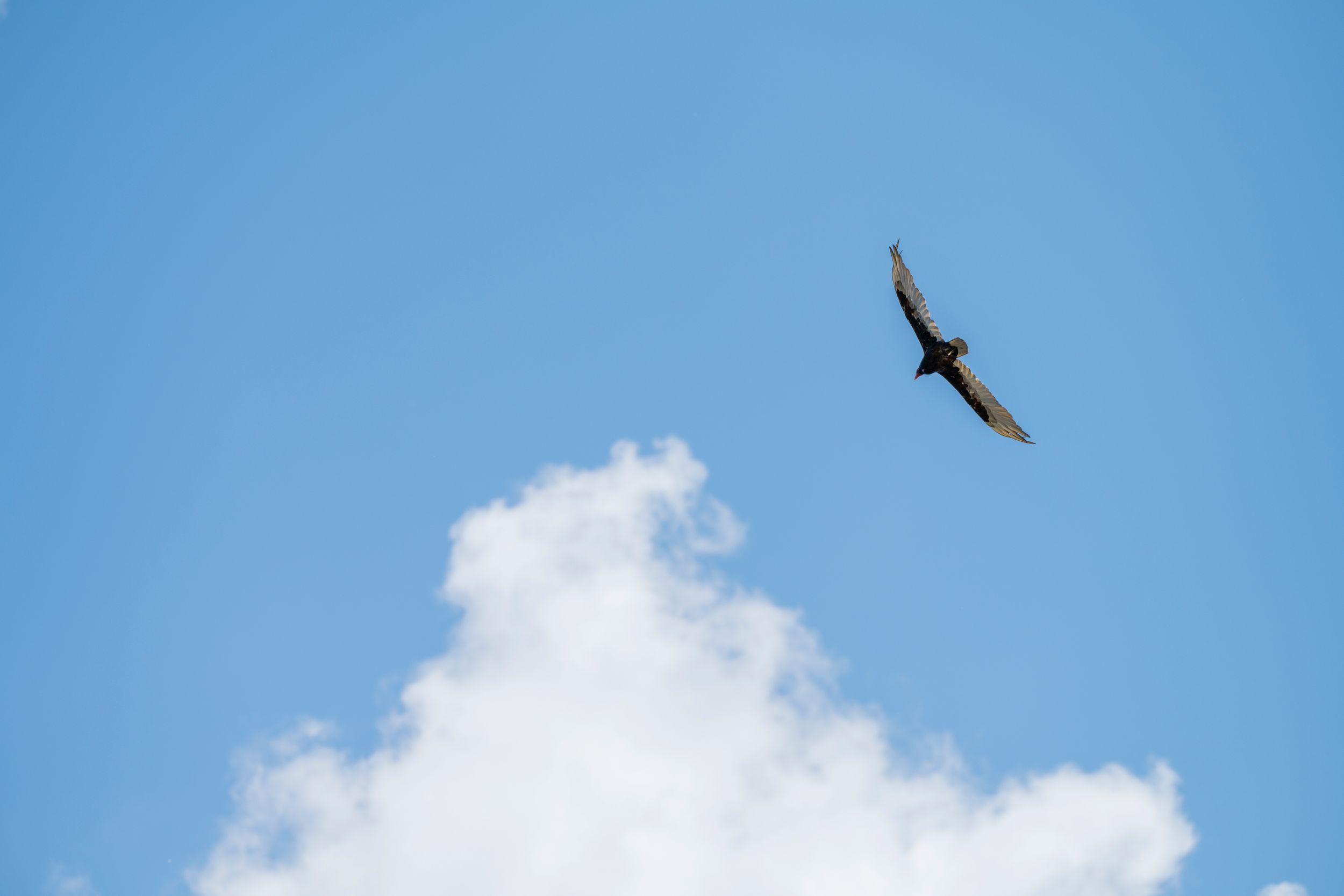 Nikon z7ii 1/2500 f4.5 200mm 70-200mm Nikon S
Is that a Turkey Vulture? Yep. Did I mean to? I mean...I wasn't out shooting birds so... no? I