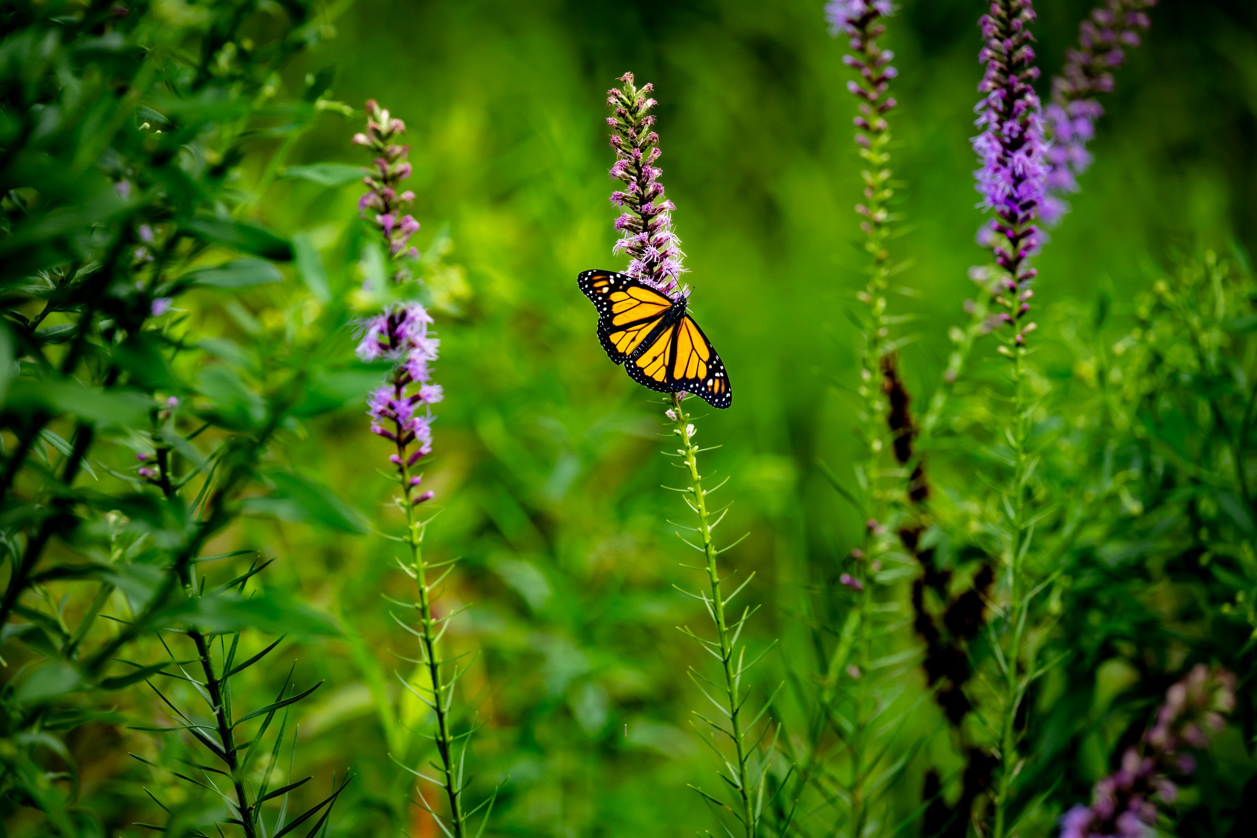 Butterfly hunting in Crystal Lake. I told em we already got one. Wait, no, that's a Grail joke. Nevermind.Flutter along, nothing to see here