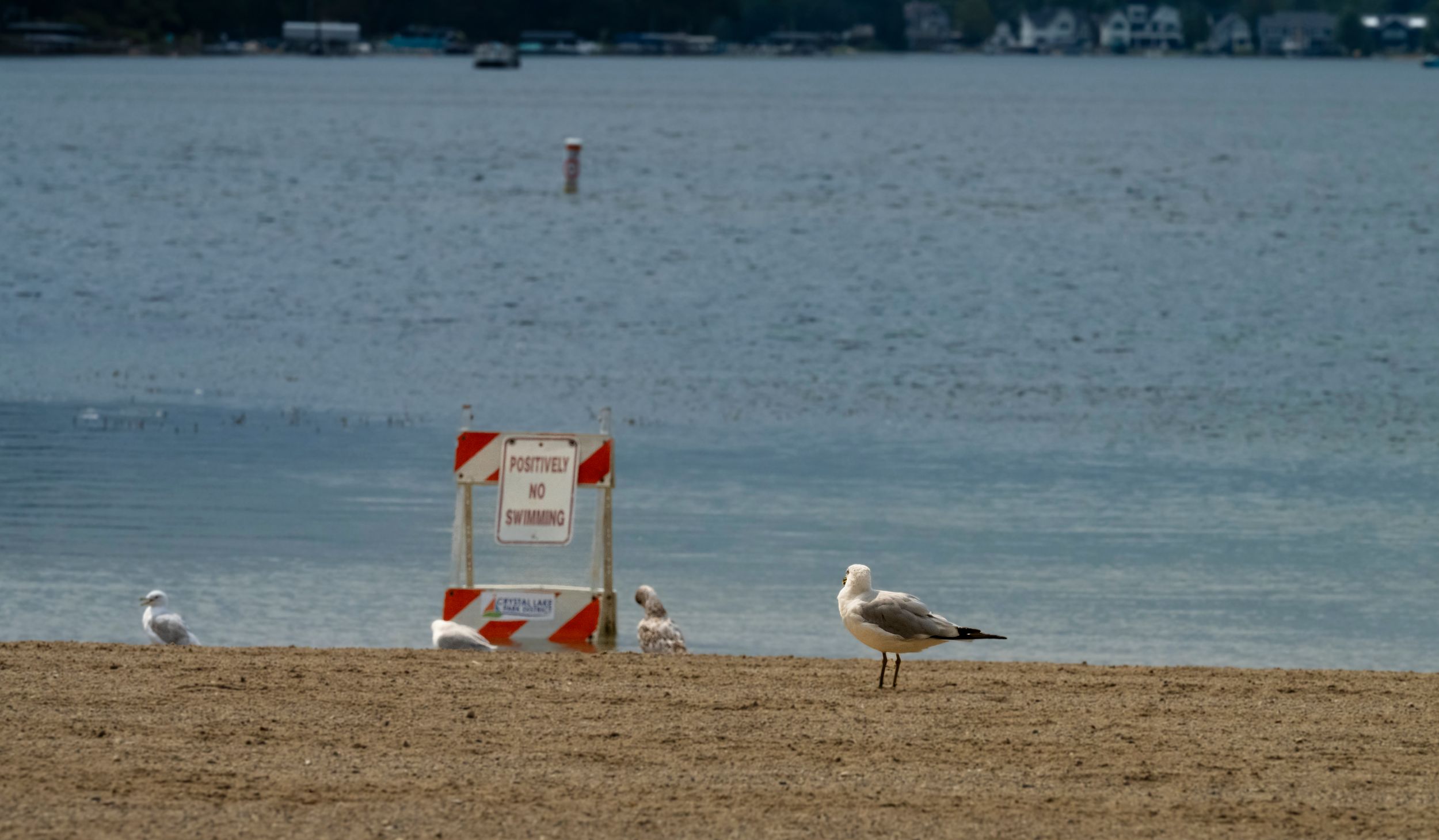Seagulls stand on a sandy beach near a warning sign with calm blue water and distant shoreline in the background.