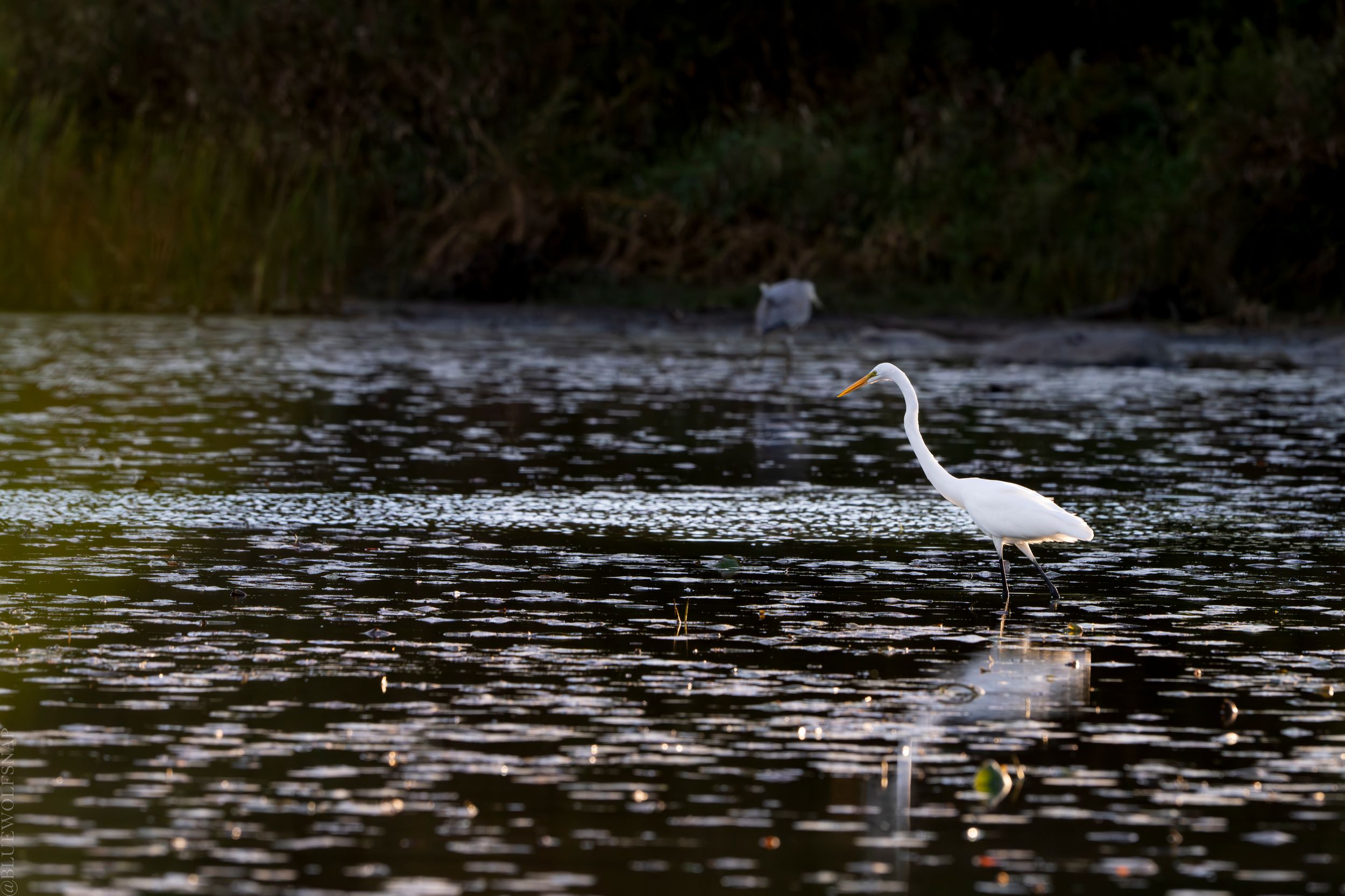 One more of our little buddy fishing for dinner but with his friend in the back this time. Nikon Z7ii