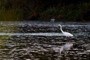 One more of our little buddy fishing for dinner but with his friend in the back this time. Nikon Z7ii