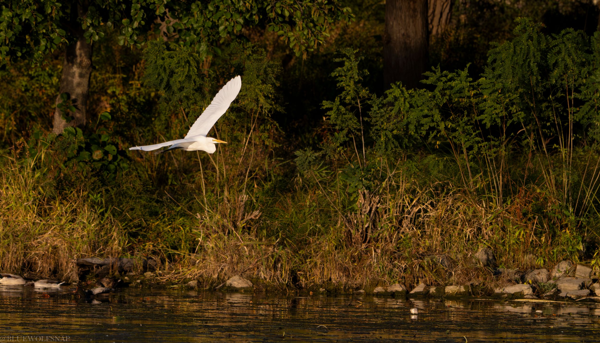 Caught this while out shooting on the Fox River yesterday with the kid and lady. Was a gorgeous night. This one was alllllll the way across