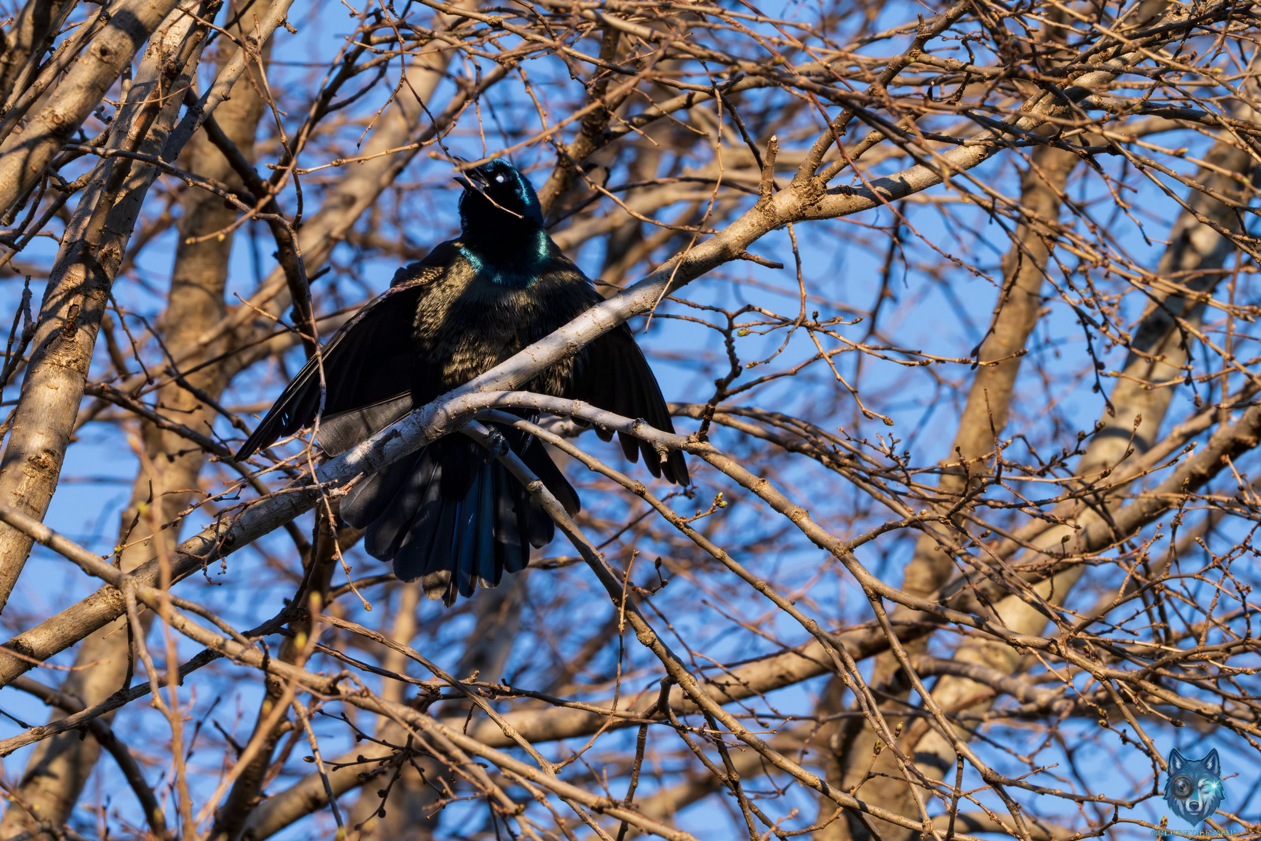 CAW CAW OH! Uh...OH! If I don't move, they can't see me...right? 🐦