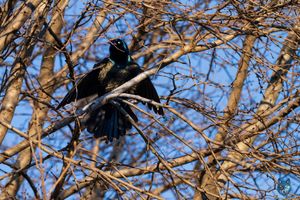 CAW CAW OH! Uh...OH! If I don't move, they can't see me...right? 🐦