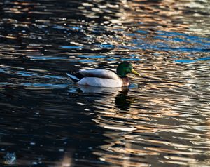 Someone posed like a little model. Not even the reflection could steal the show from this guy. Good morning, hot stuff.🦆