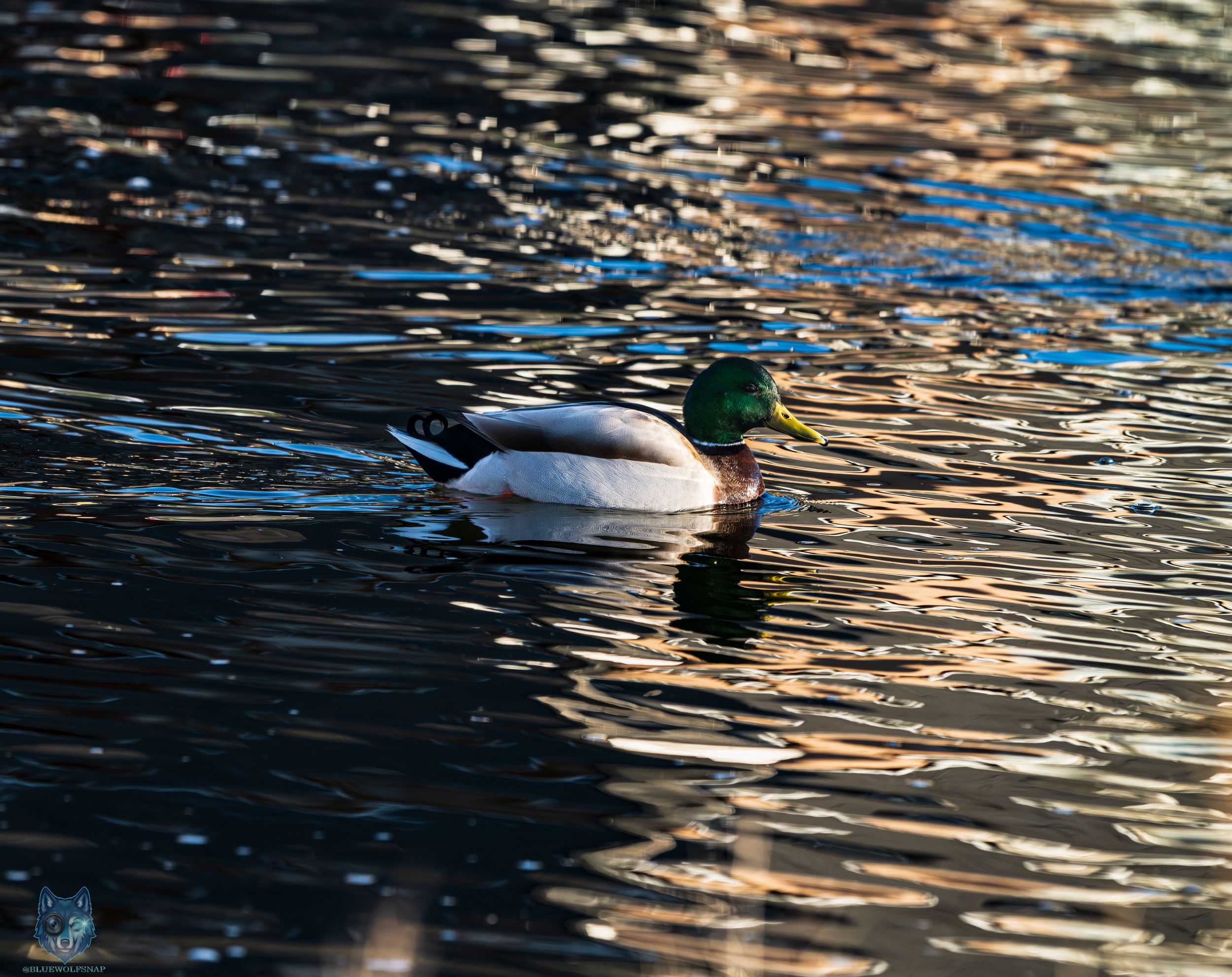 Someone posed like a little model. Not even the reflection could steal the show from this guy. Good morning, hot stuff.🦆