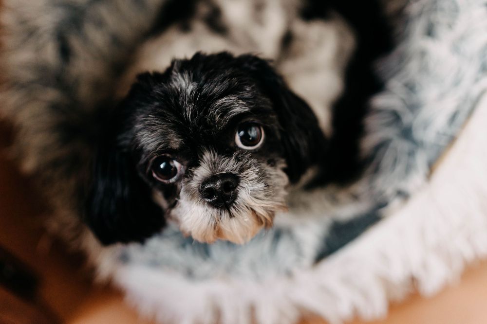 A small black and white Shih Tzu puppy with expressive eyes peeks out from fluffy white blankets.