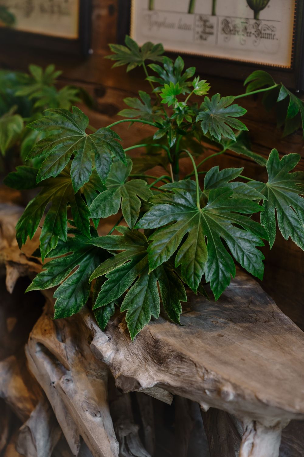 Large glossy green fatsia japonica plant with palmate leaves growing above weathered driftwood in a rustic setting.