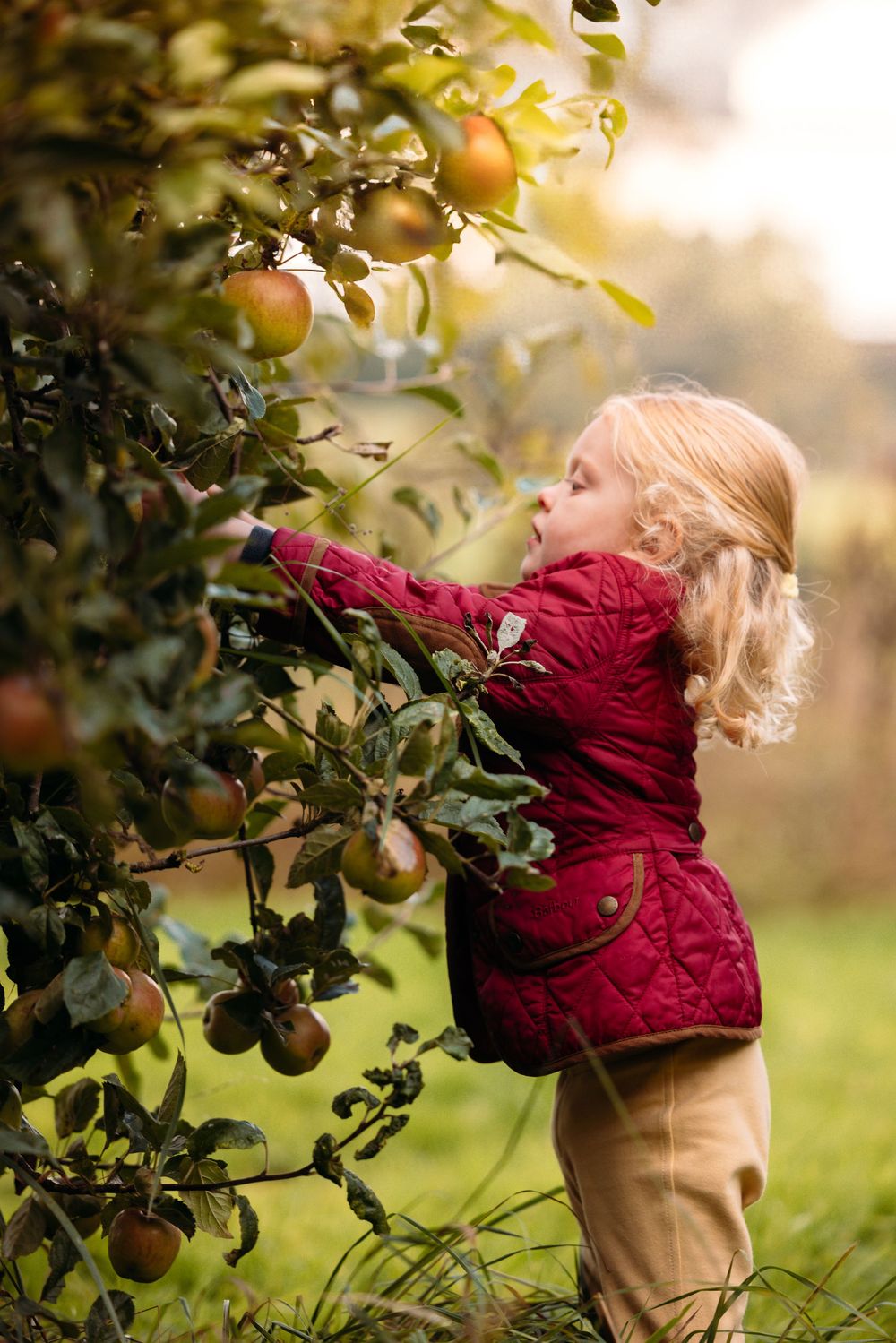 A child in a red quilted jacket reaches up to pick apples from a tree.