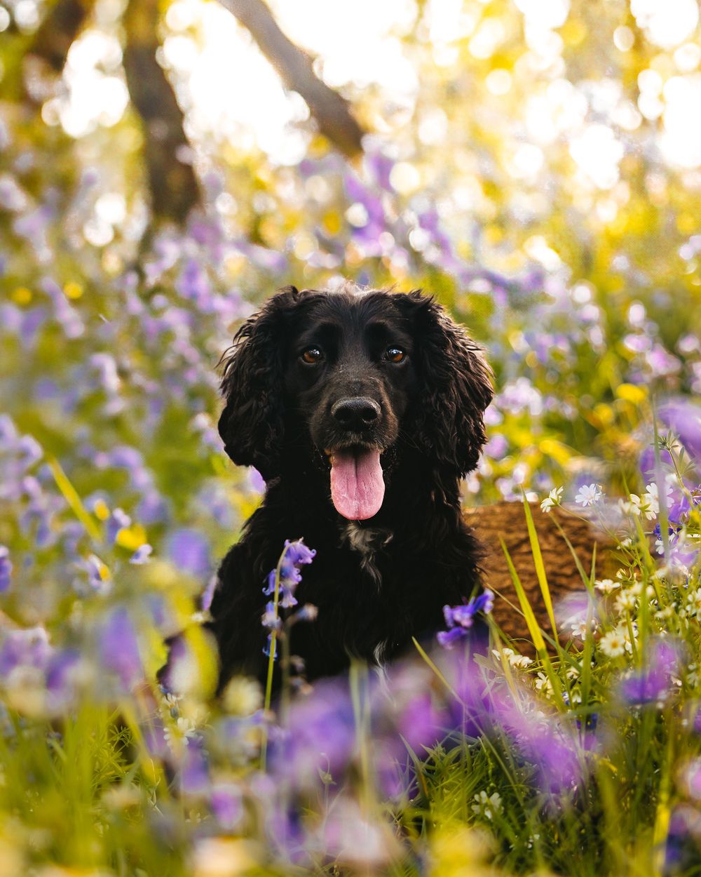 Black dog sitting among purple wildflowers with tongue out in sunny garden setting.