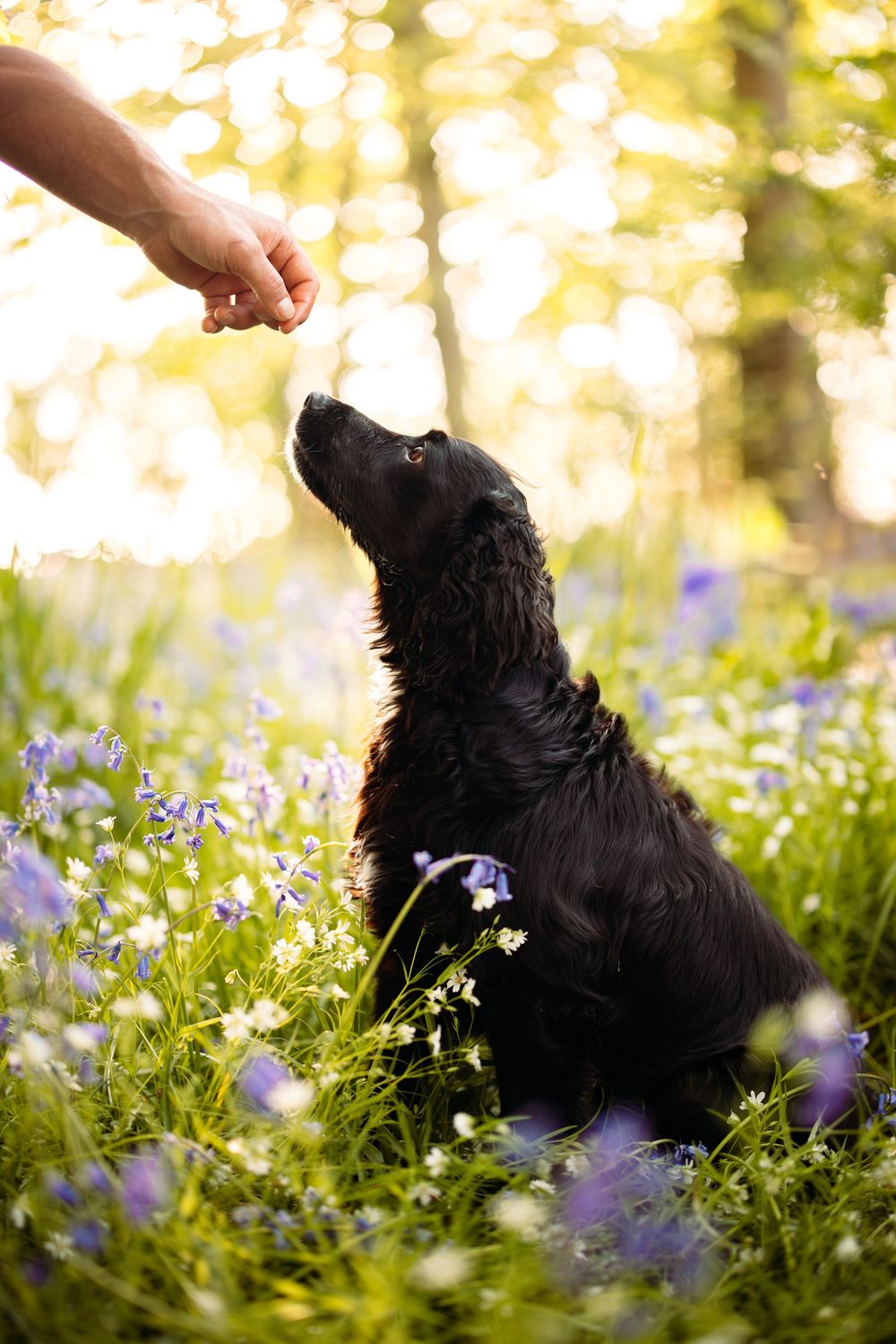 Black spaniel receiving treat from hand while sitting among purple wildflowers.