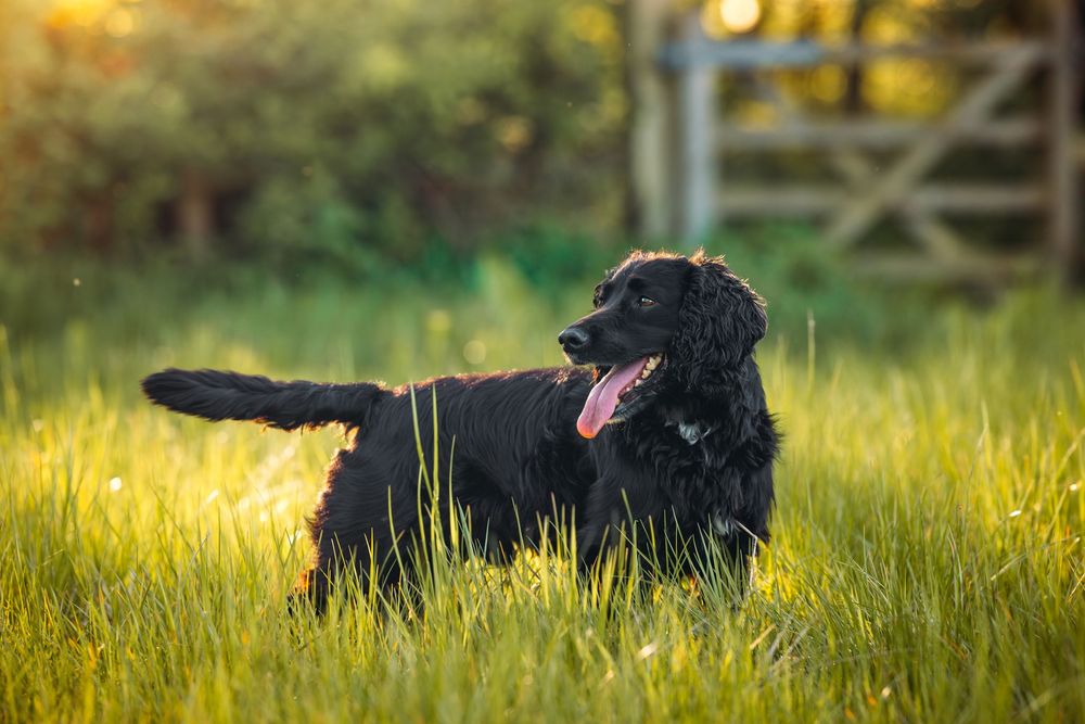 Black dog lying in tall grass during golden hour.