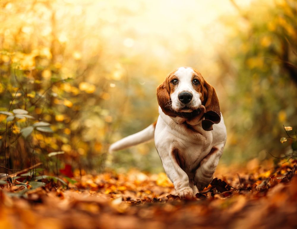 A playful Basset Hound bounds through fallen autumn leaves on a forest path.