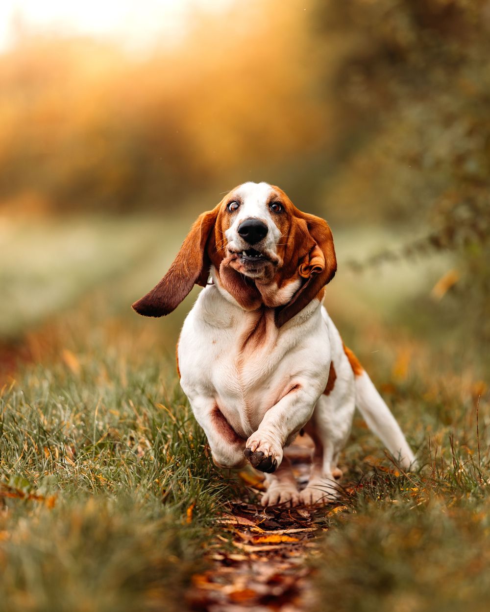 An energetic Basset Hound with floppy ears runs through fallen autumn leaves on a nature trail.