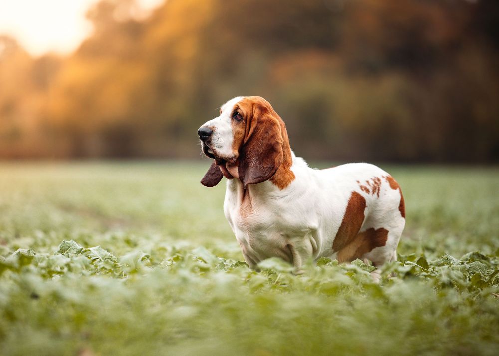 A Basset Hound stands alert in a grassy field during golden hour.