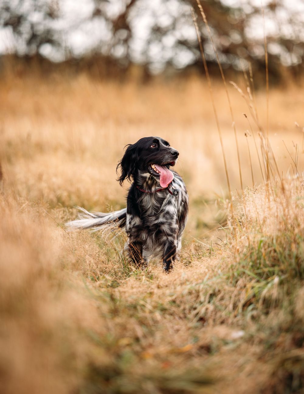 Black and white spotted dog running through tall golden grass with playful expression.