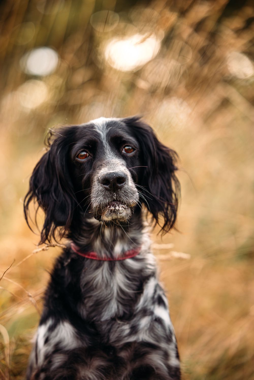 Black and white English Setter with flowing ears poses in warm autumn light.