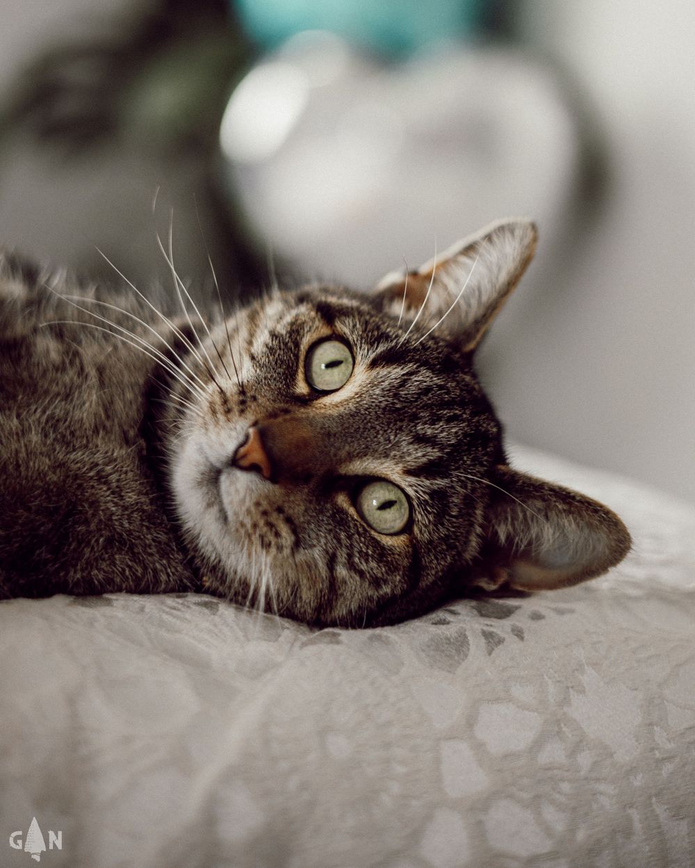 Close-up shots of a tabby cat's face resting on textured fabric.