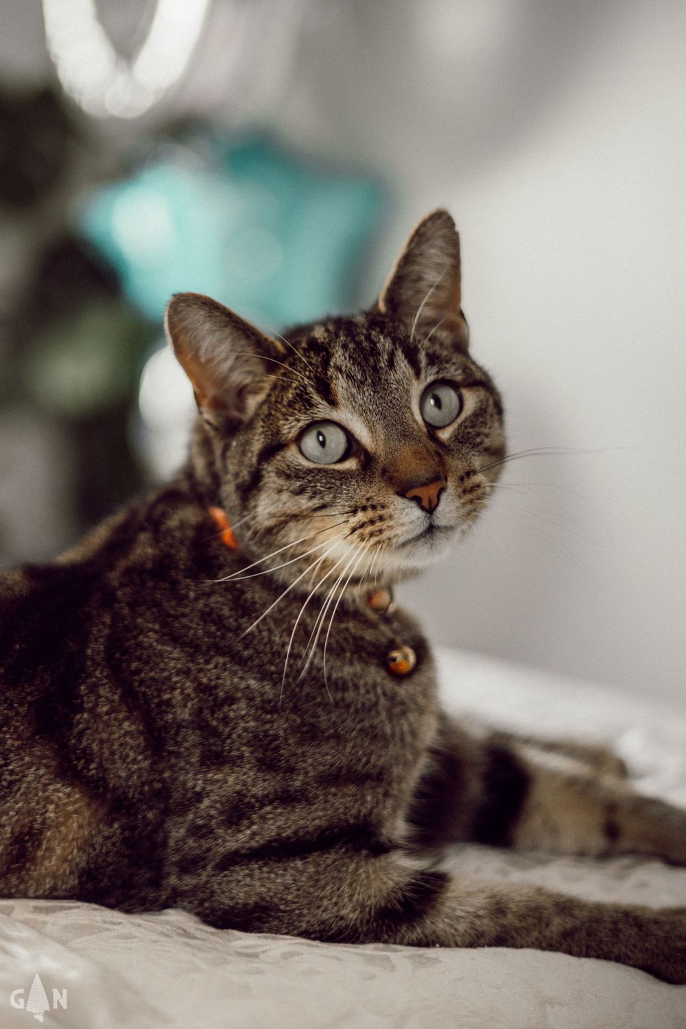 Tabby cat lying down and looking up with alert expression in a series of connected portrait shots.