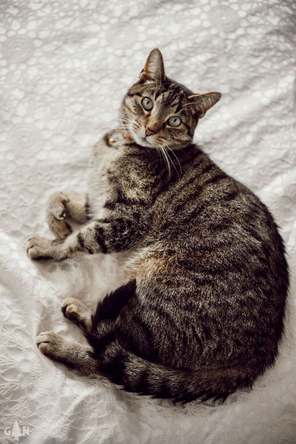 Grey tabby cat lounging on white bedding in various relaxed poses.