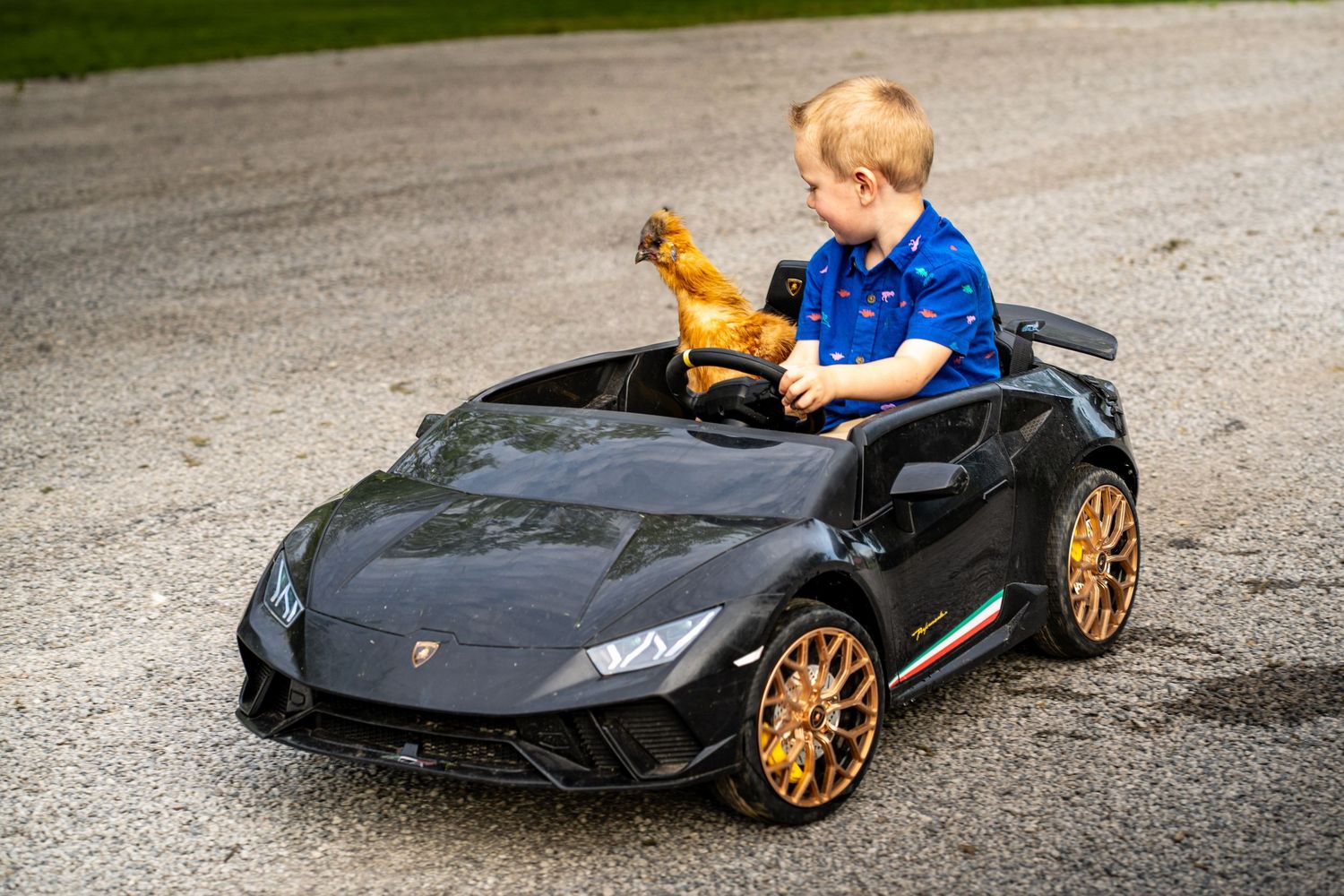 A small child rides in a black toy Lamborghini with gold wheels on a concrete driveway.
