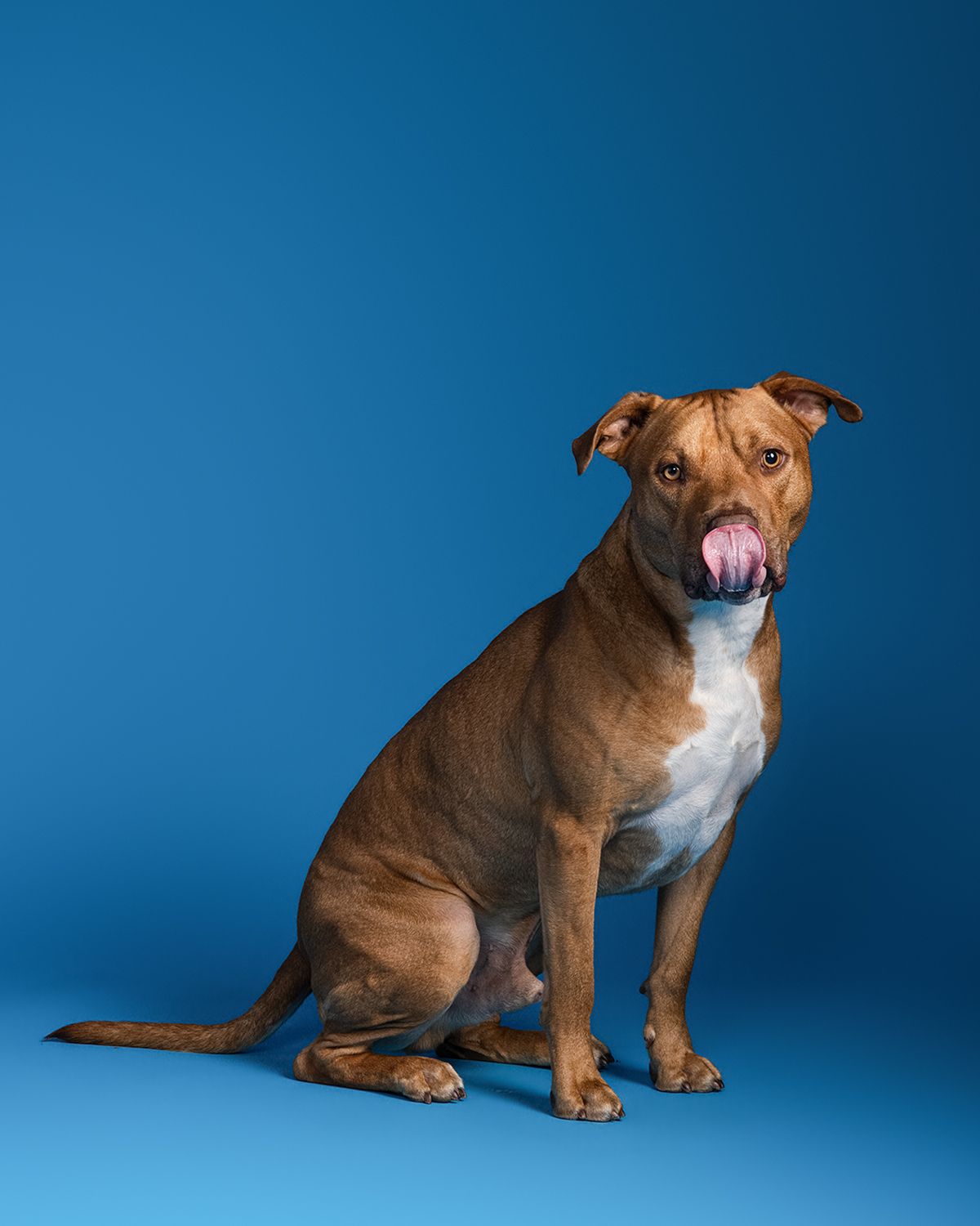 Brown and white pit bull shows his tongue during his  pet photography studio in Austin.