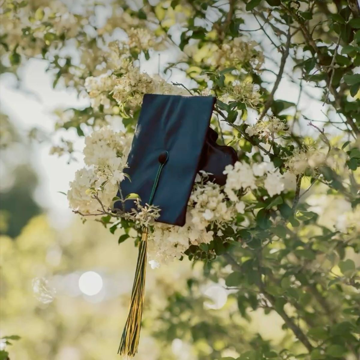 White spring blossoms with a graduation cap silhouetted against sunlit foliage.