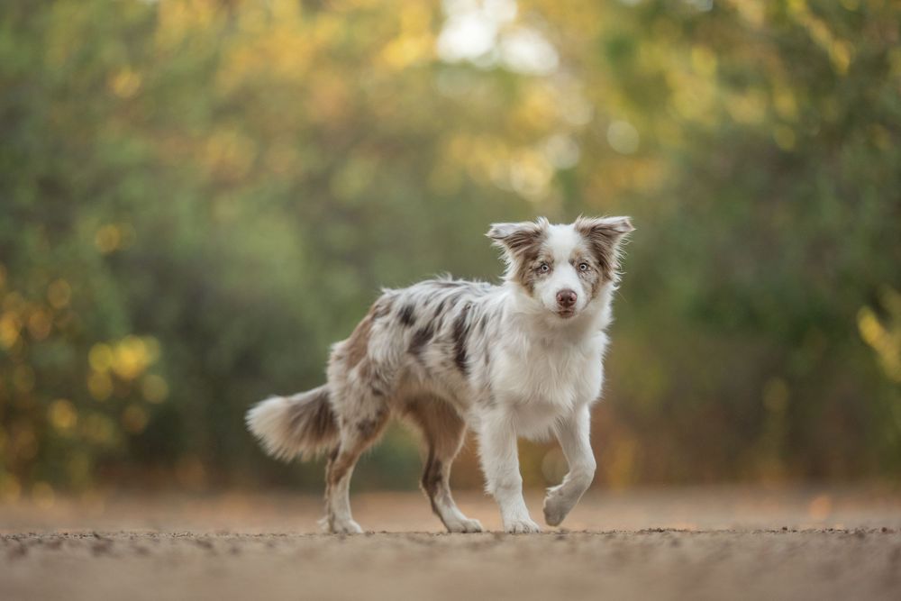 A merle Border Collie dog walking on a dirt path with a blurred green and yellow bokeh background south of Perth in the hills.