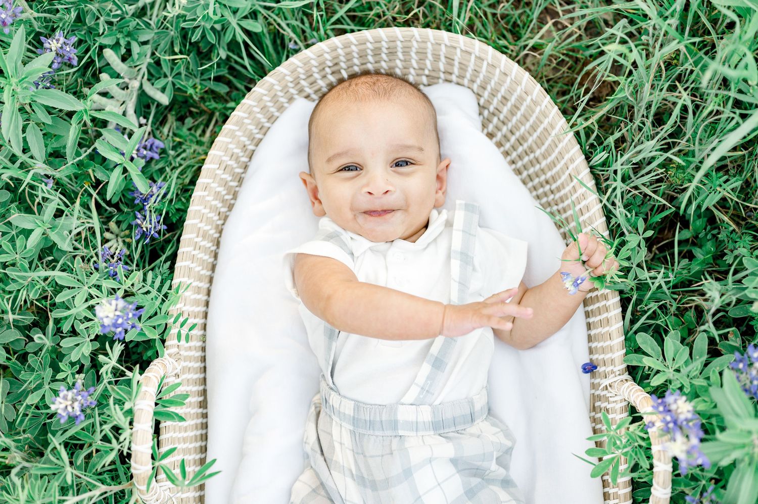 houston bluebonnet minis photographer