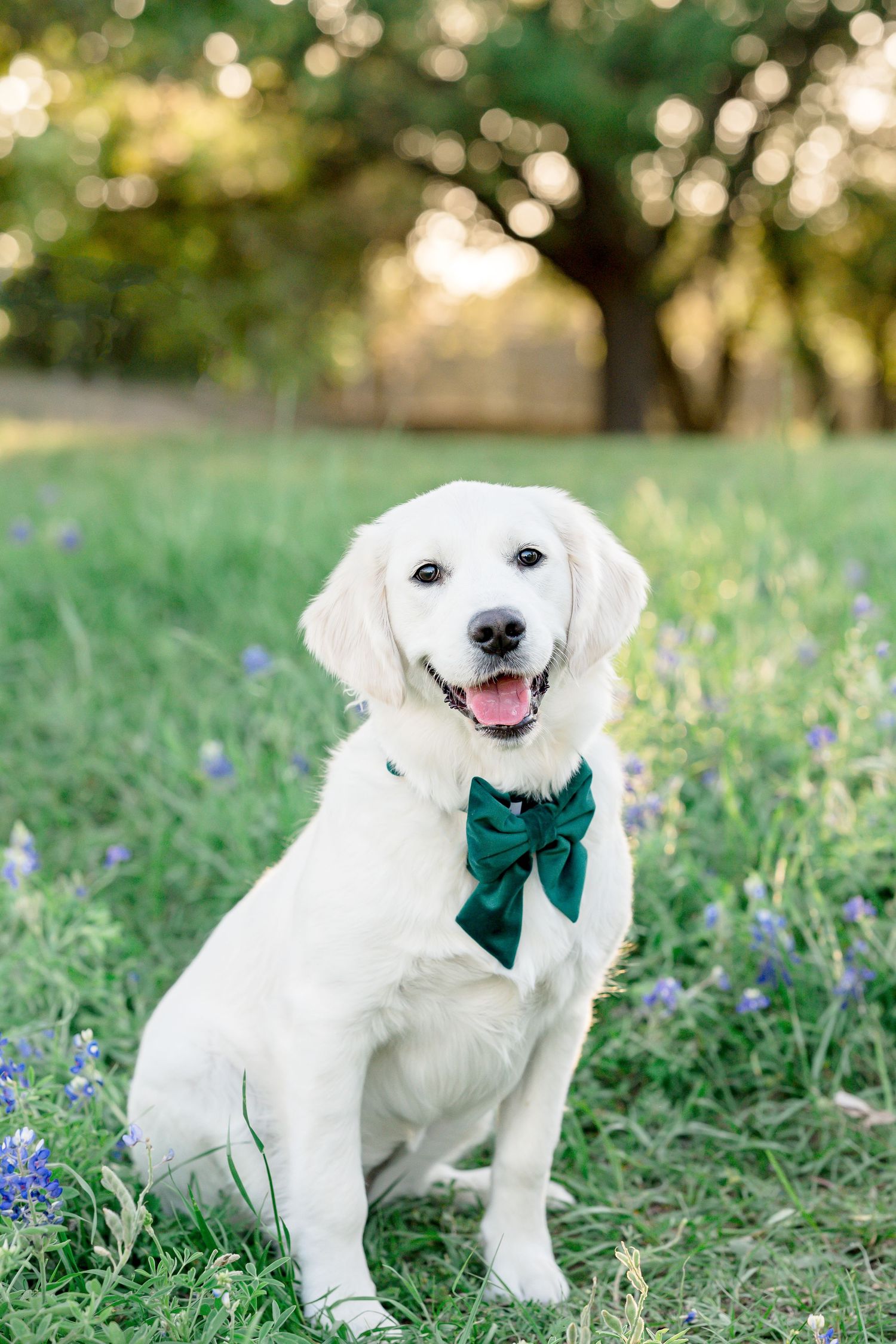 houston bluebonnet minis with pets near near