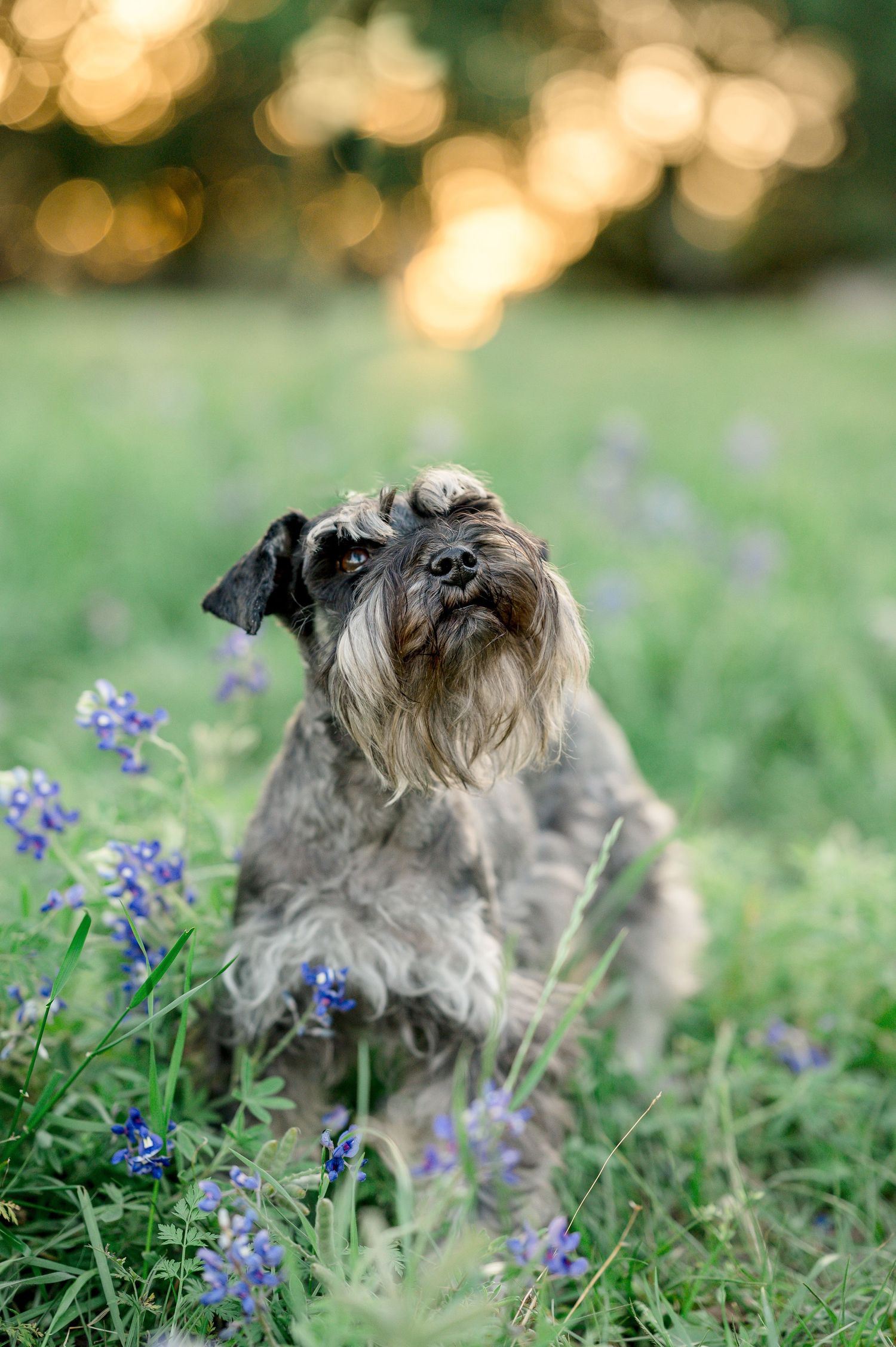 golden hour pet photography near me