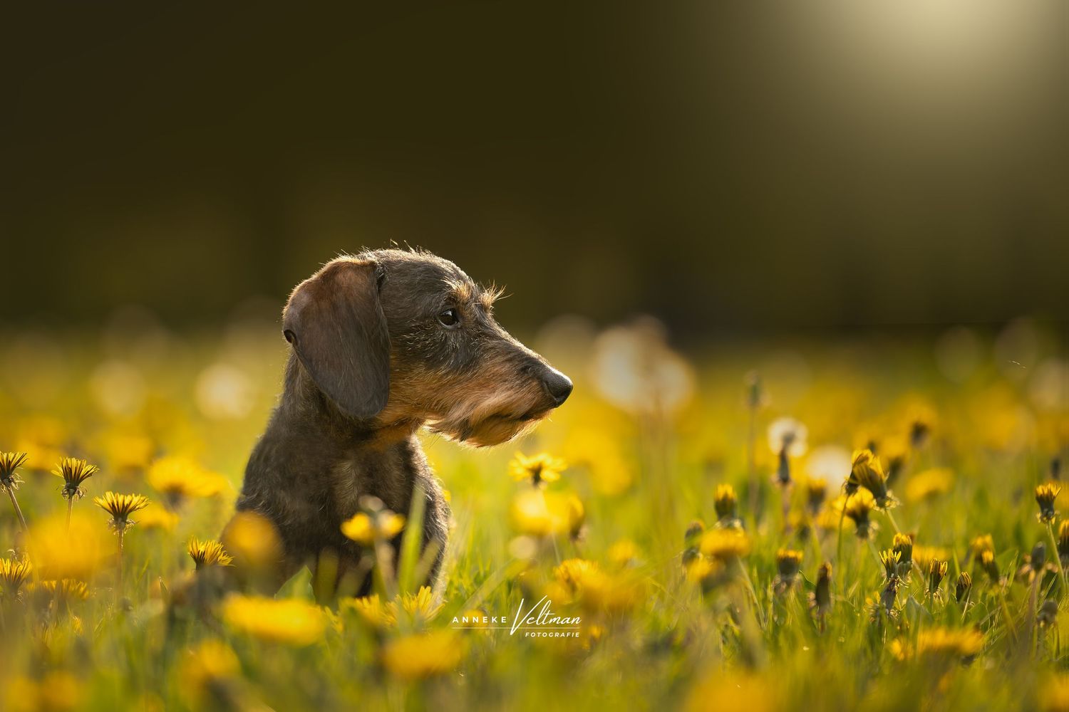 Een veld vol paardenbloemen en in het midden onze dwergteckel "Kobus" voor een fotoshoot.
