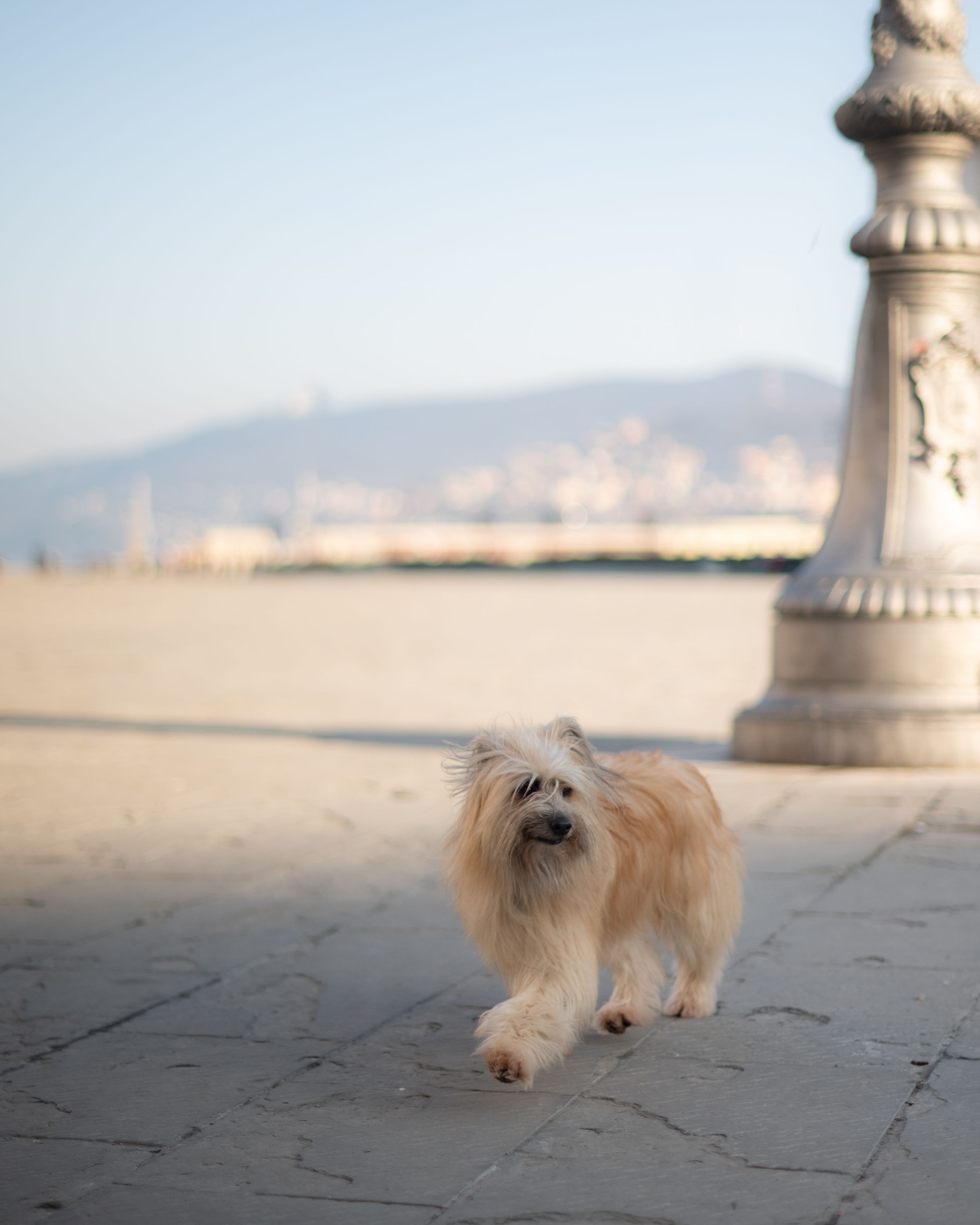 dog portrait in natural light