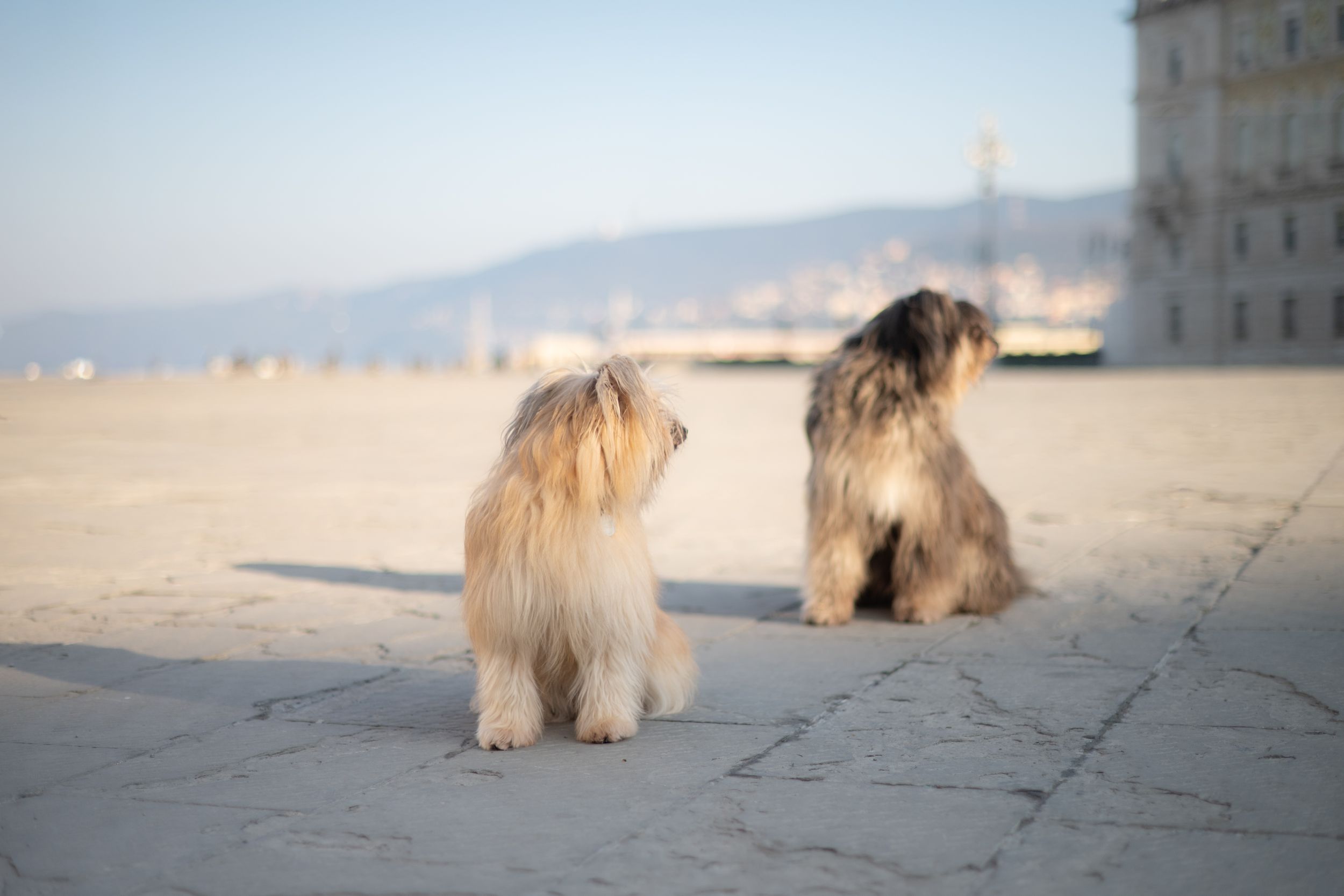 dogs portrait in natural light
