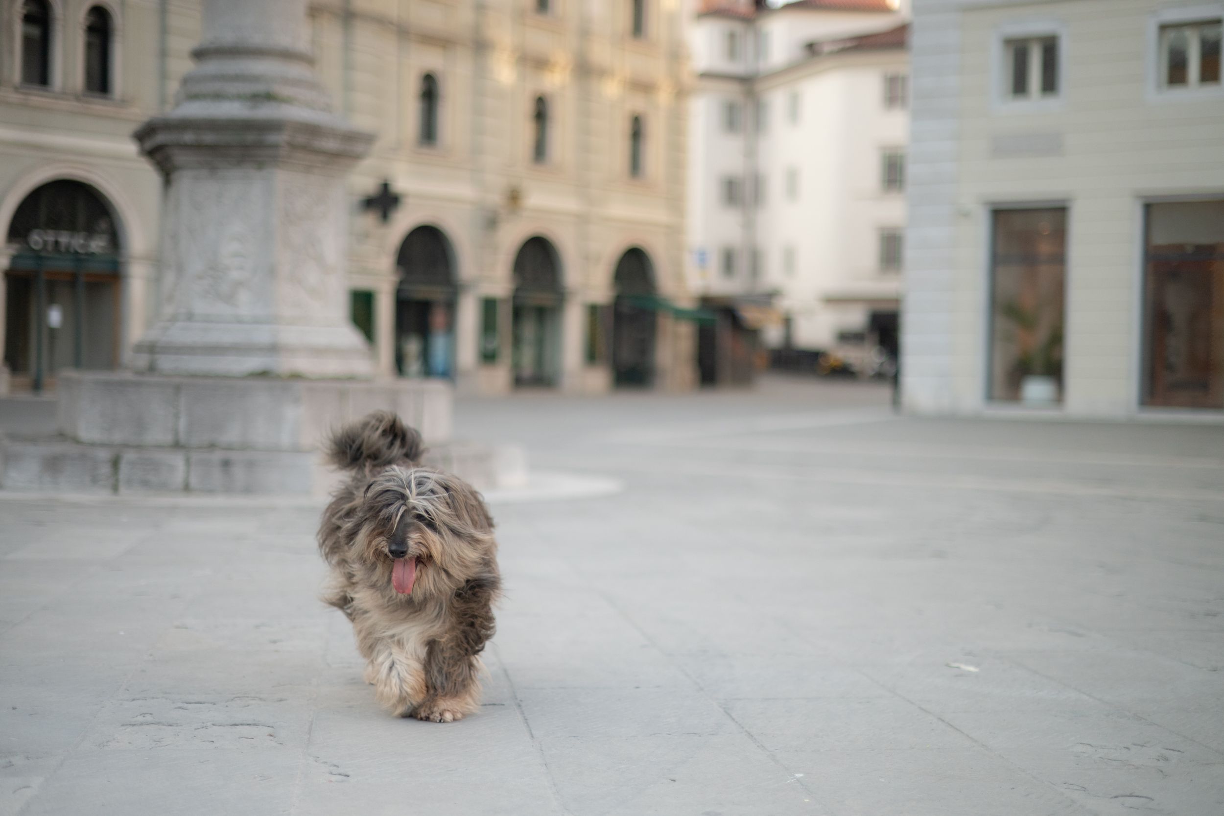 natural portrait of a dog