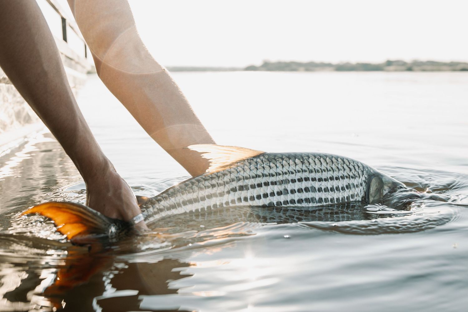 Fish being released back into clear water with splashing motion and light reflections.