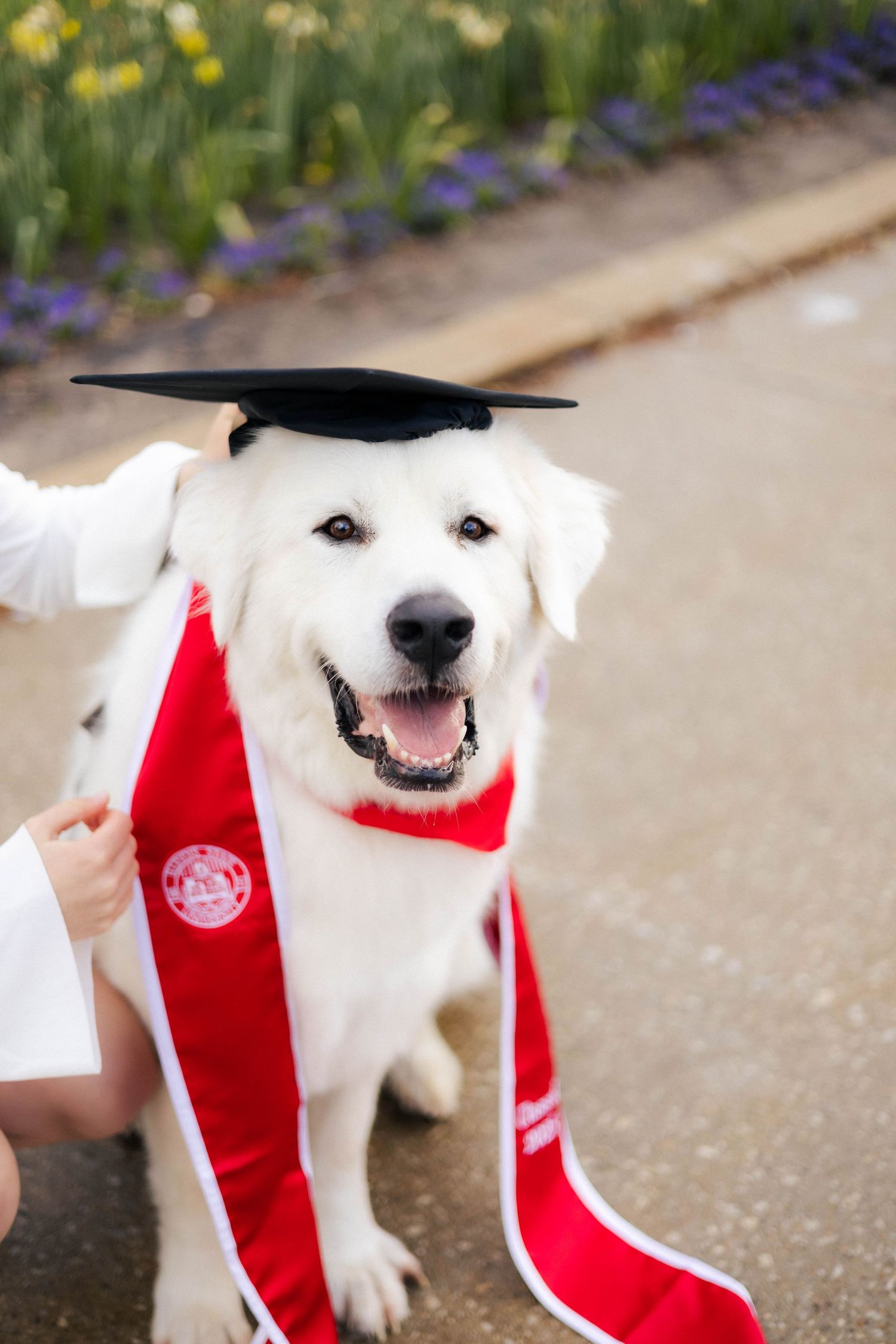 Spring outdoor college graduation photos at Illinois State University in Normal, Illinois