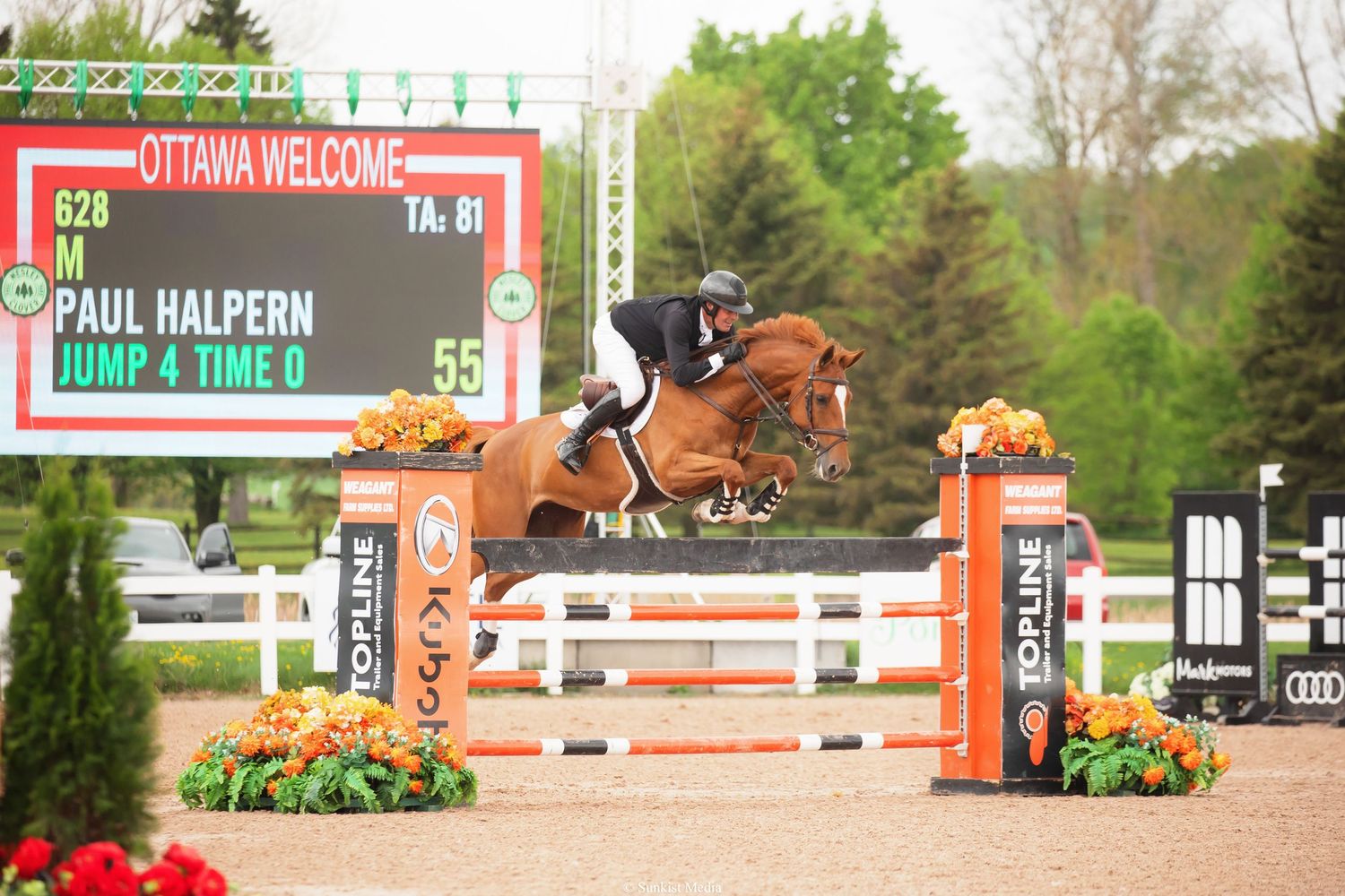 Equestrian rider on dark brown horse clearing red and white show jumping obstacle during competition.